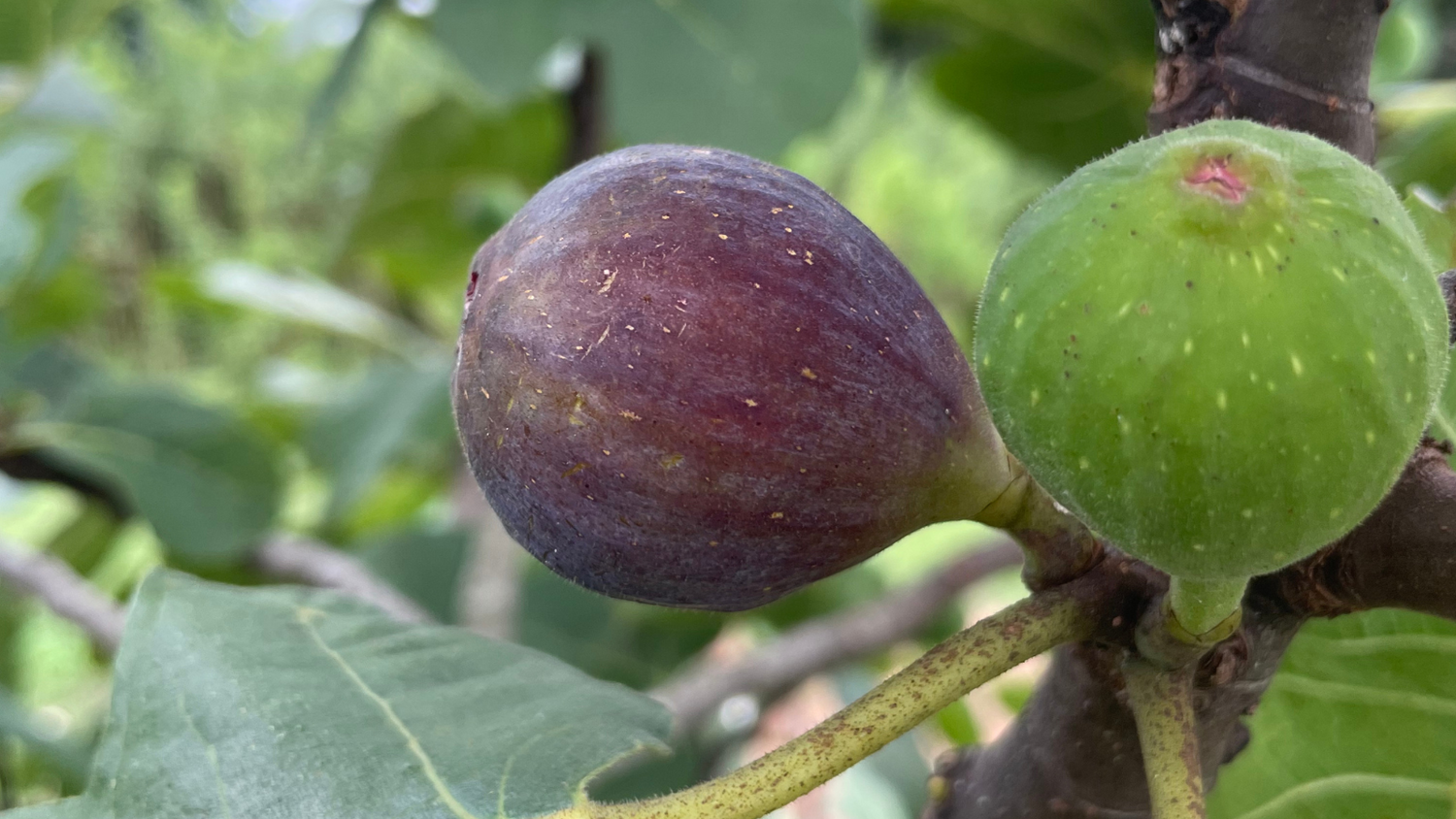 Fertilizing Fig Trees | When and How to Fertilize Them | Lazy Dog Farm