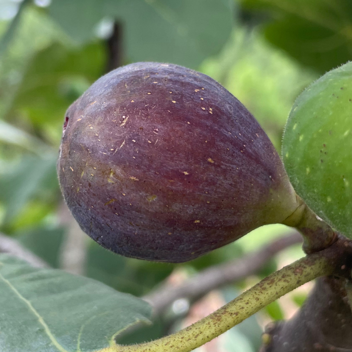 Malta Black Figs Ripening