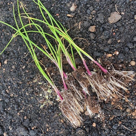 GROWING OUR OWN ONION PLANTS
