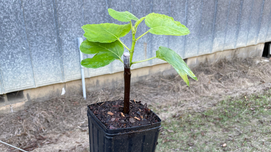 Can You Grow Fig Trees in Containers?