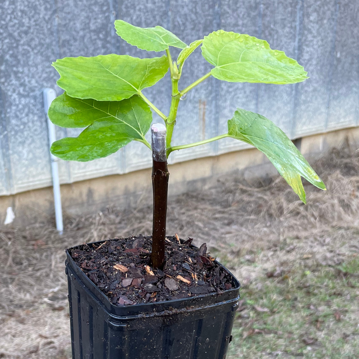 Can You Grow Fig Trees in Containers?