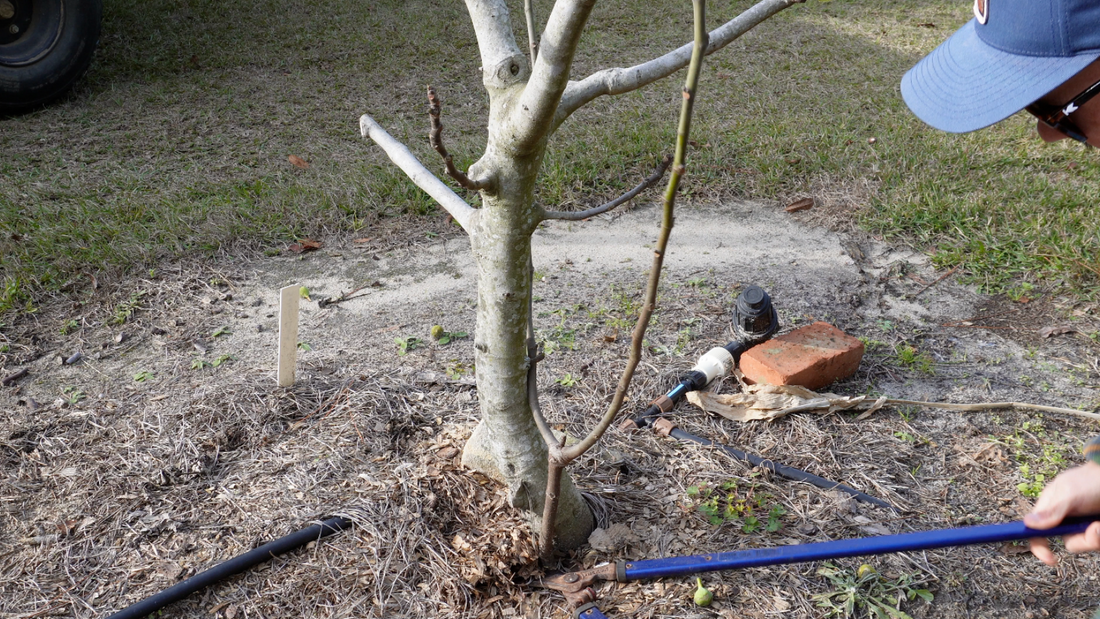 Pruning a Fig Tree to a Single Trunk