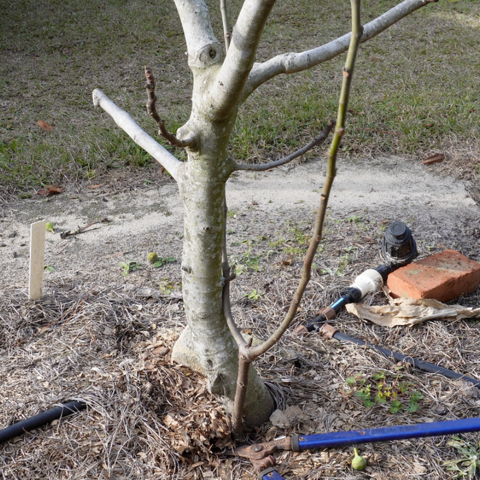 Pruning a Fig Tree to a Single Trunk