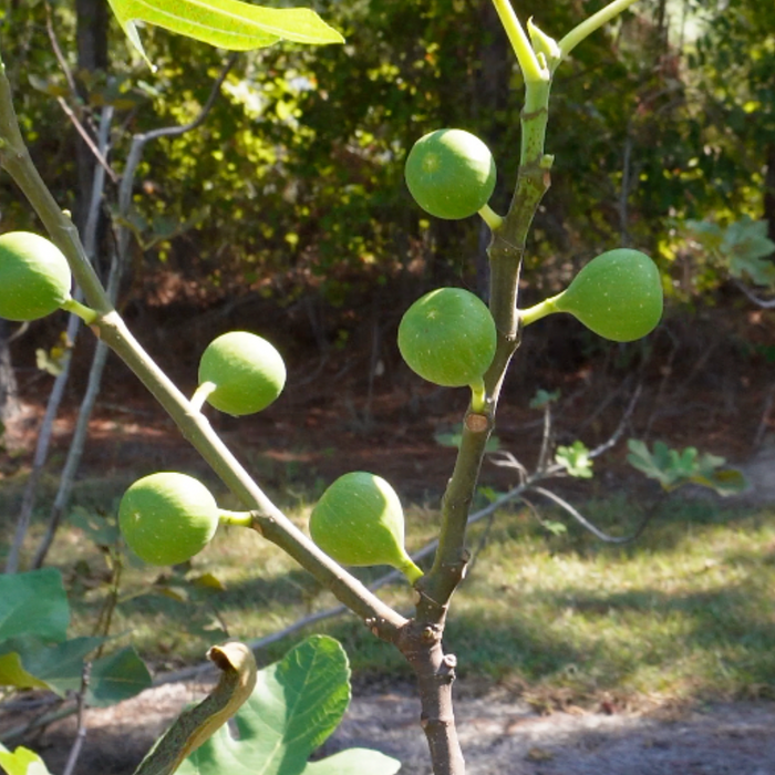 Pruning Old vs Young Fig Trees