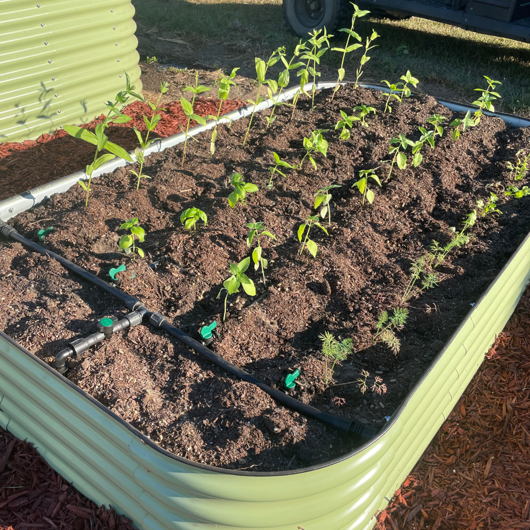 INSTALLING A RAISED BED DRIP IRRIGATION SYSTEM