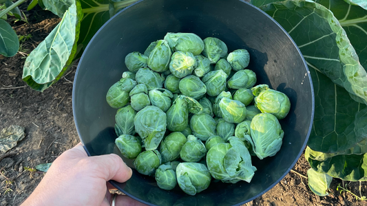 Tips for Growing Brussels sprouts