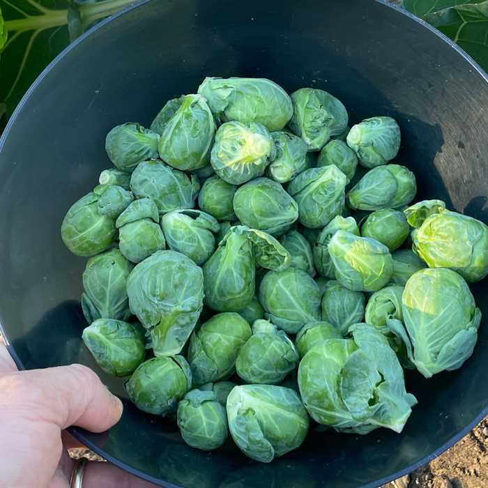 Tips for Growing Brussels sprouts
