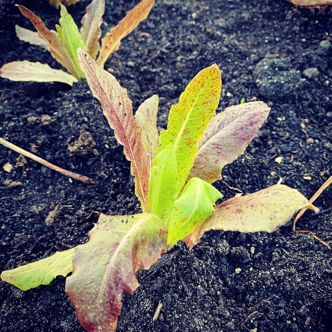 Red Deer Tongue Lettuce Transplant in No-Till Garden Plot