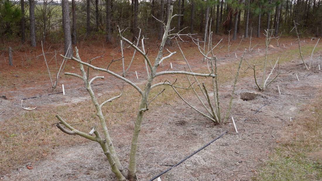 Winter Care for Dormant Fig Trees