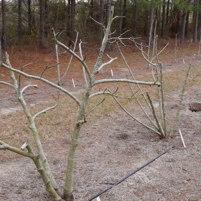 Winter Care for Dormant Fig Trees