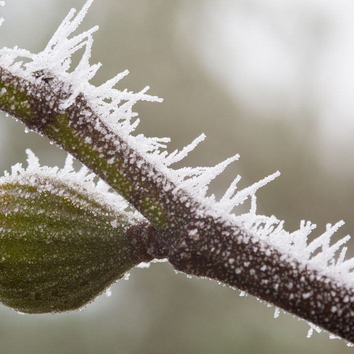 Fig Tree Winter Care Tips from Lazy Dog Farm