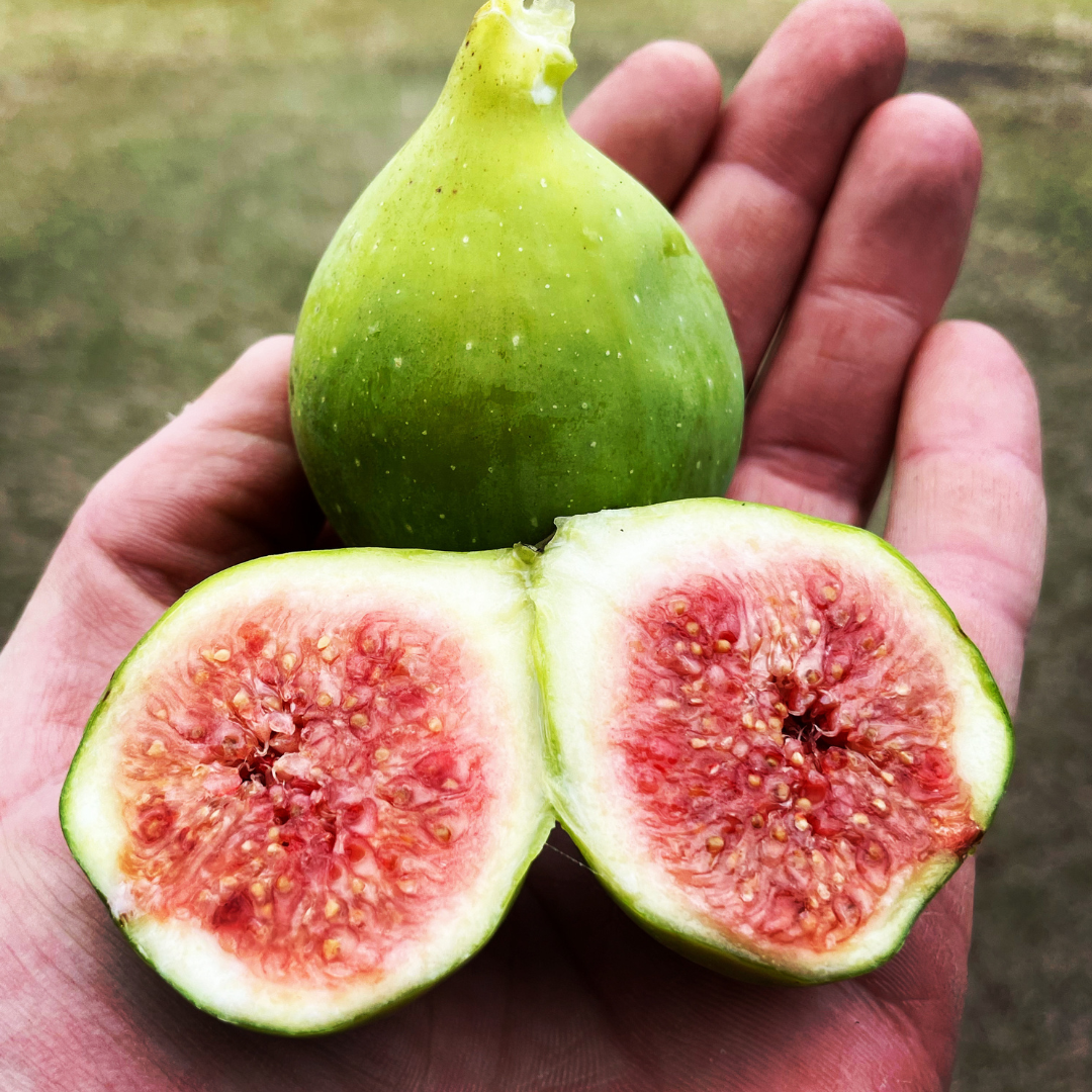 Berry Figs