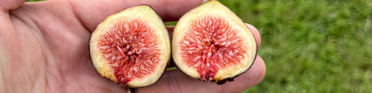 Berry Figs