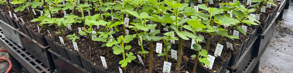 Best Selling Fig Varieties