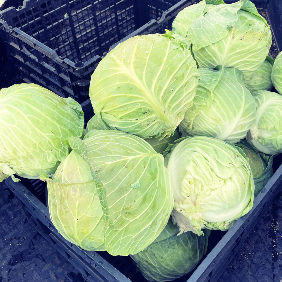 Cabbage Seeds from Lazy Dog Farm