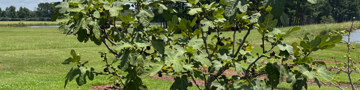 Fastest Growing Fig Varieties
