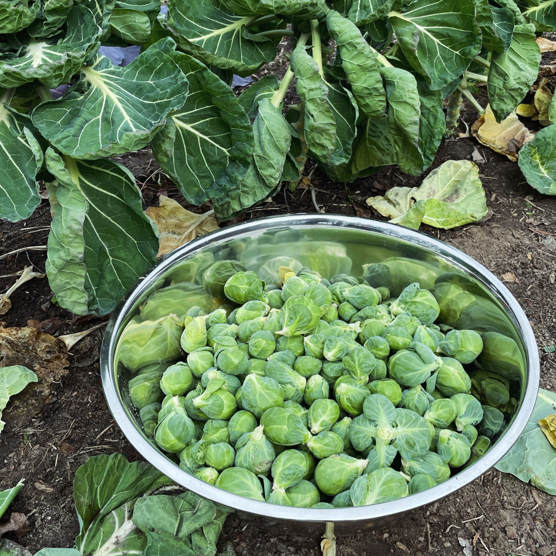 Brussels Sprout Seeds from Lazy Dog Farm