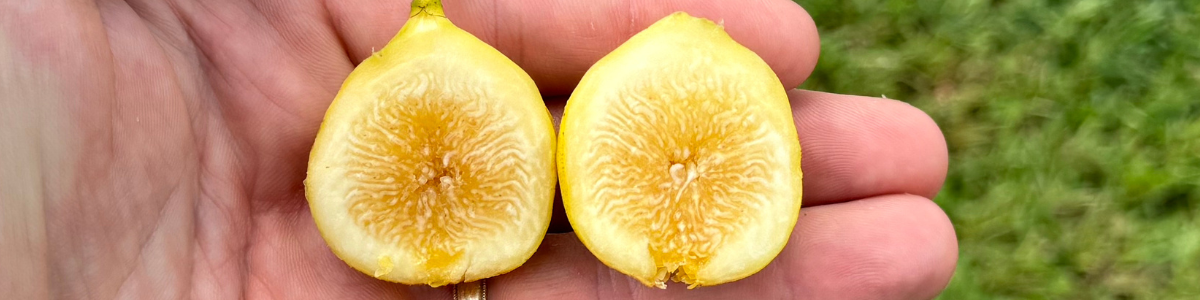 Honey Figs