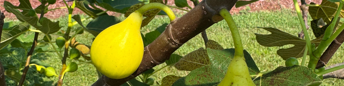 LSU Fig Trees from Lazy Dog Farm