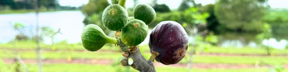 Brown Turkey Fig Ripe on Fig Tree
