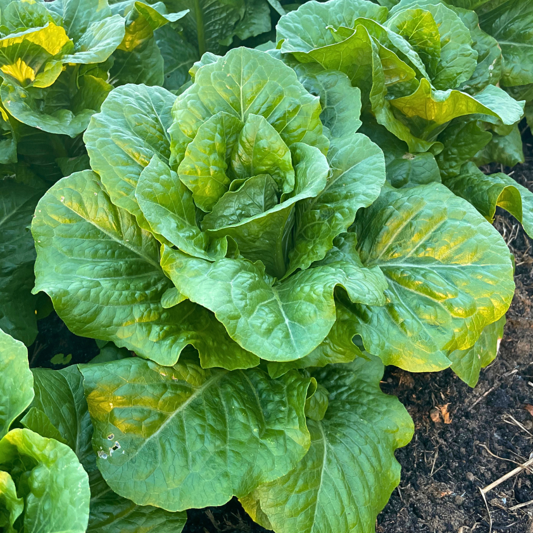 Lettuce Seeds from Lazy Dog Farm