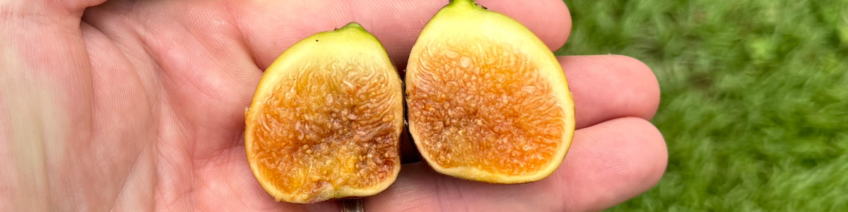 Sugar Figs