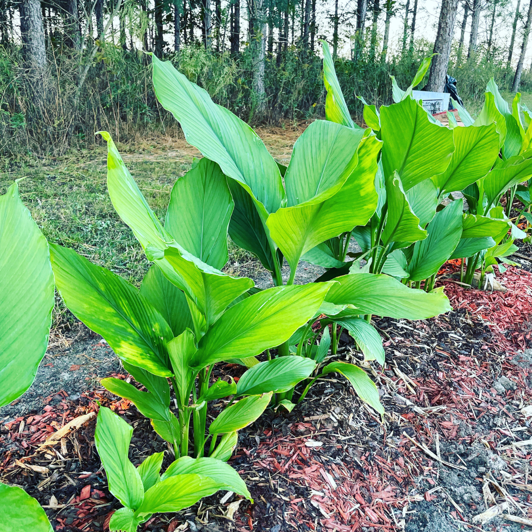 Turmeric Plants | Grow Your Own Nutritious Turmeric | Lazy Dog Farm