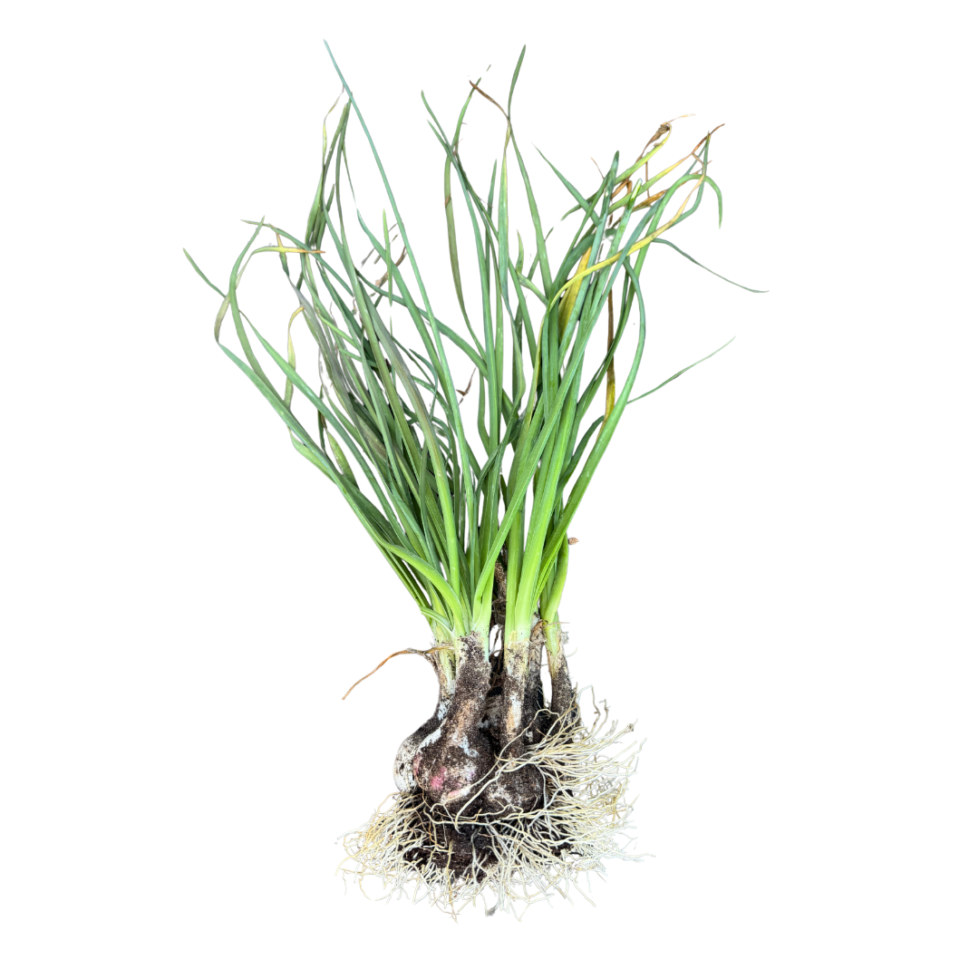 365 Chives - Perennial Allium from Lazy Dog Farm