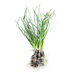 365 Chives - Perennial Allium from Lazy Dog Farm