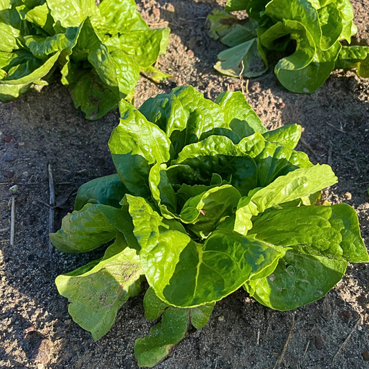 Adriana Butterhead Lettuce Seed from Lazy Dog Farm