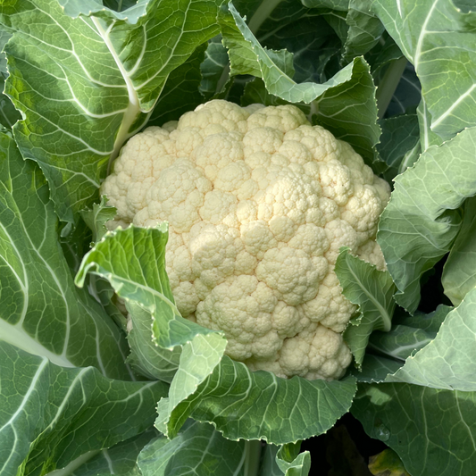 Amazing Cauliflower Seed from Lazy Dog Farm