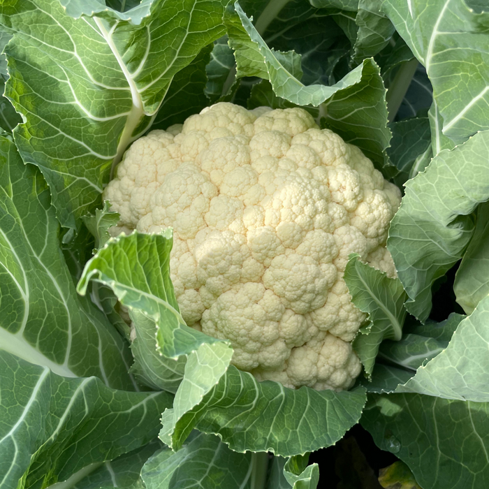 Amazing Cauliflower Seed from Lazy Dog Farm