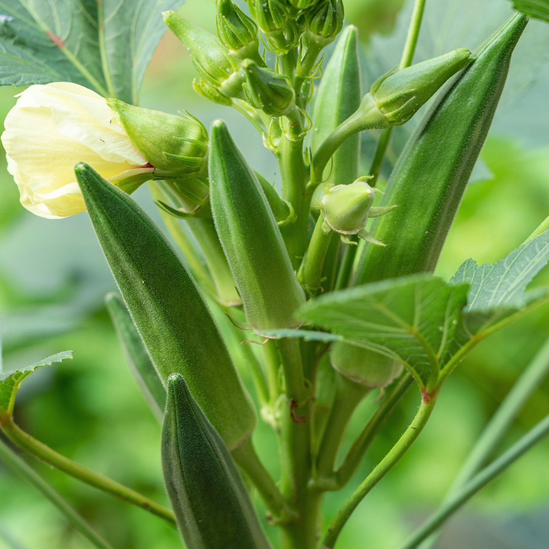 Annie Oakley Okra Seed from Lazy Dog Farm