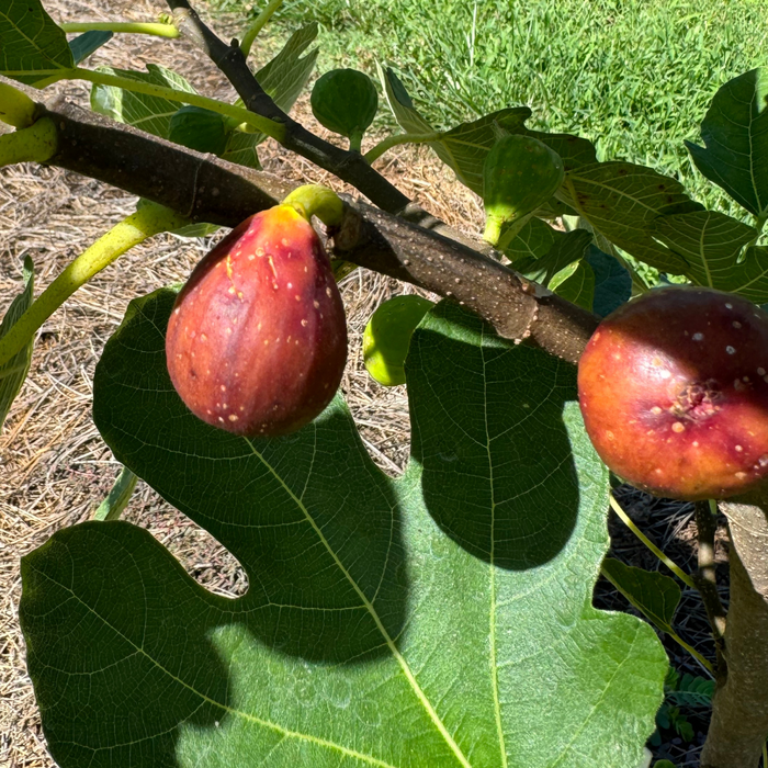 Atlanta Fig Tree from Lazy Dog Farm