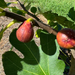Atlanta Fig Tree from Lazy Dog Farm
