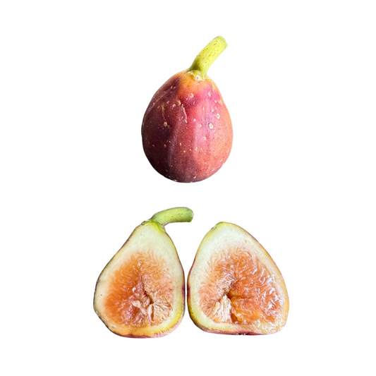 Atlanta Fig Tree from Lazy Dog Farm
