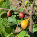 Atlanta Fig Tree from Lazy Dog Farm