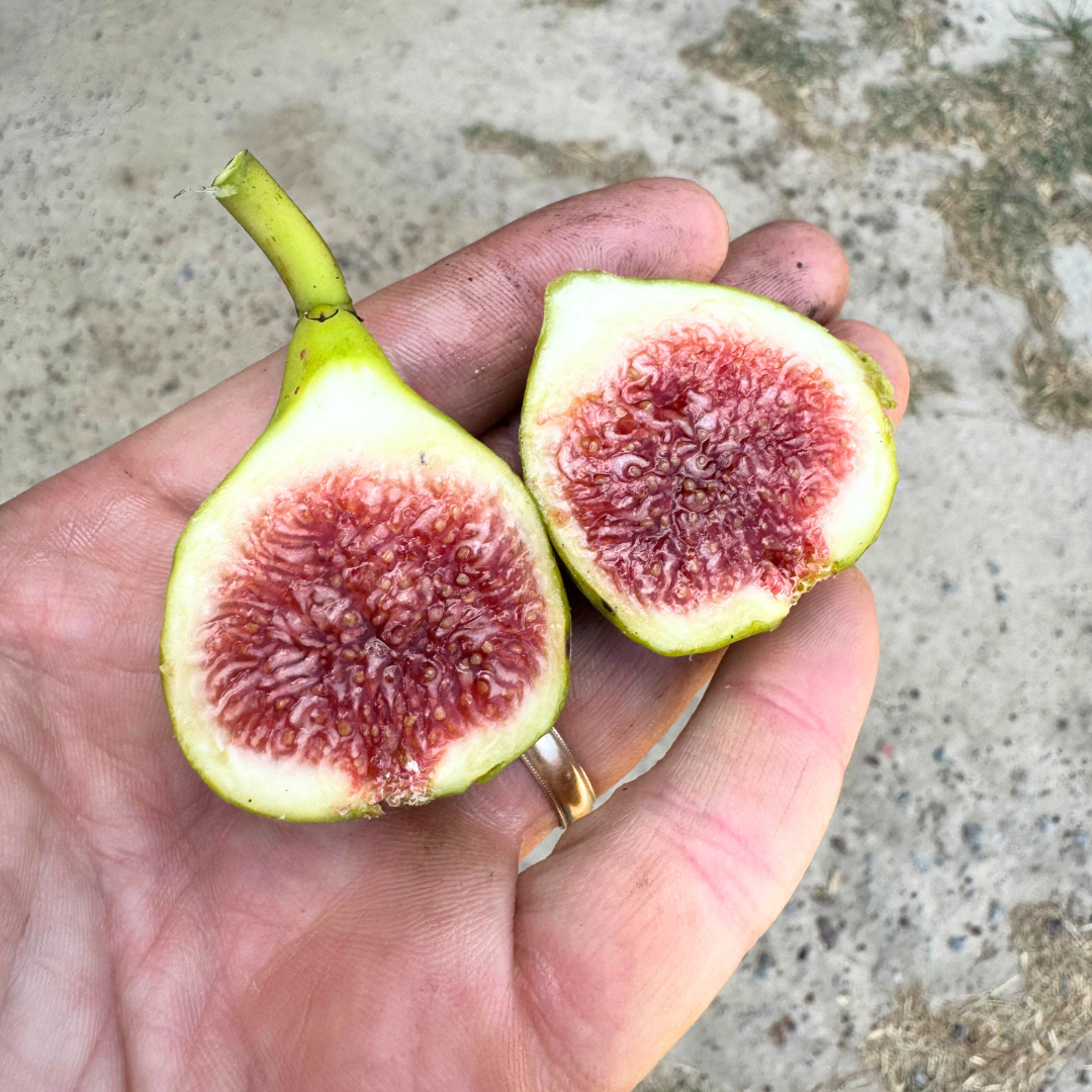 Battaglia Green Fig Tree from Lazy Dog Farm