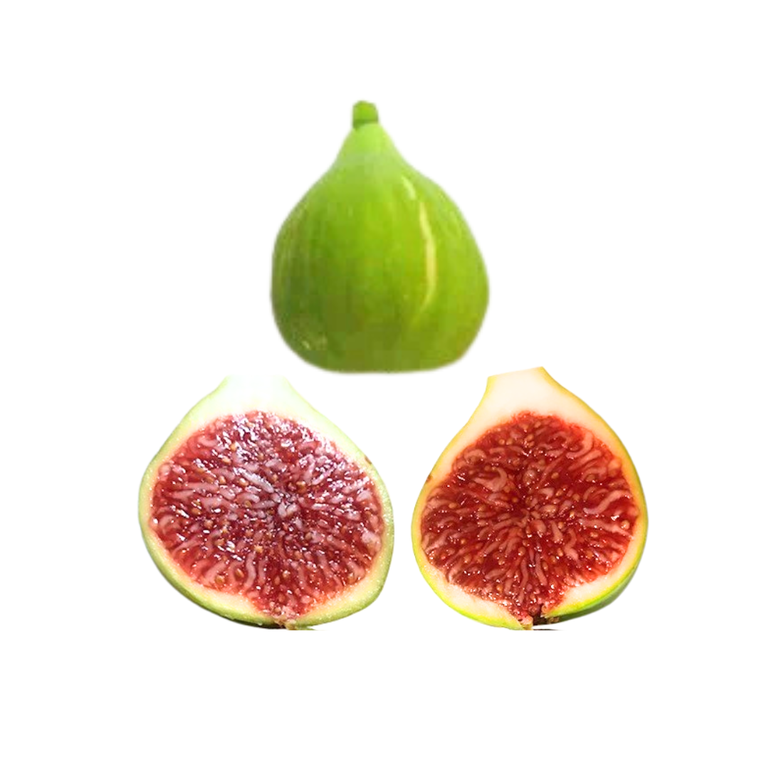 Battaglia Green Fig Tree from Lazy Dog Farm