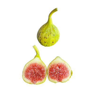 Battaglia Green Fig Tree from Lazy Dog Farm