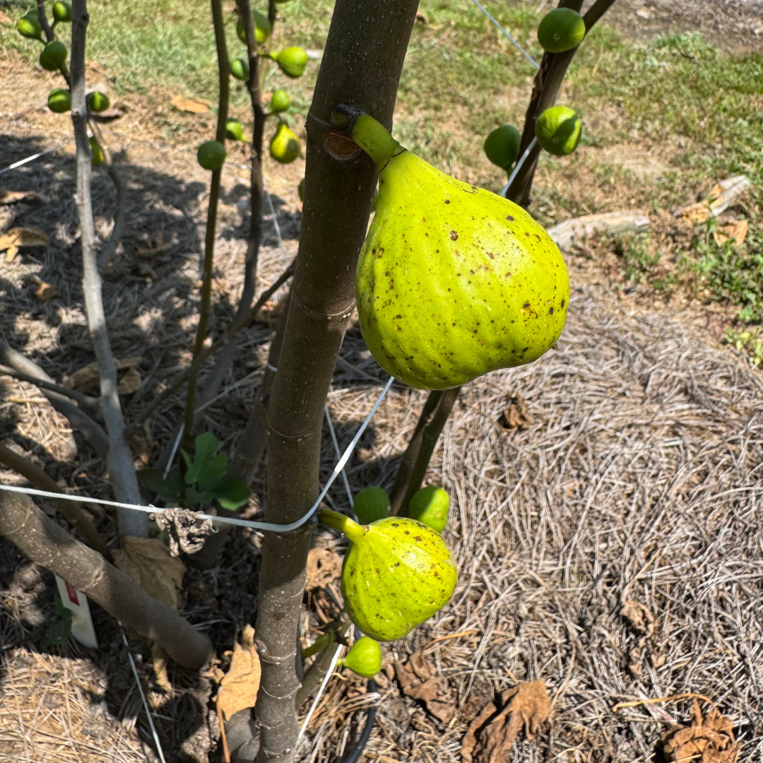 Battaglia Green Fig Tree from Lazy Dog Farm