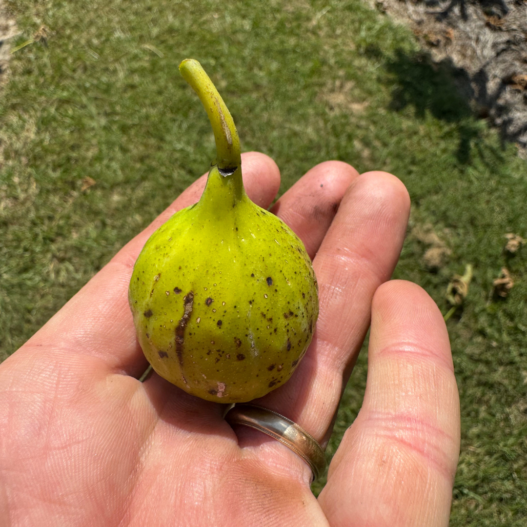 Battaglia Green Fig Tree from Lazy Dog Farm