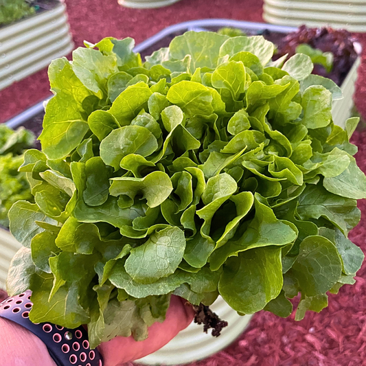 Bauer Oakleaf Lettuce Seed from Lazy Dog Farm