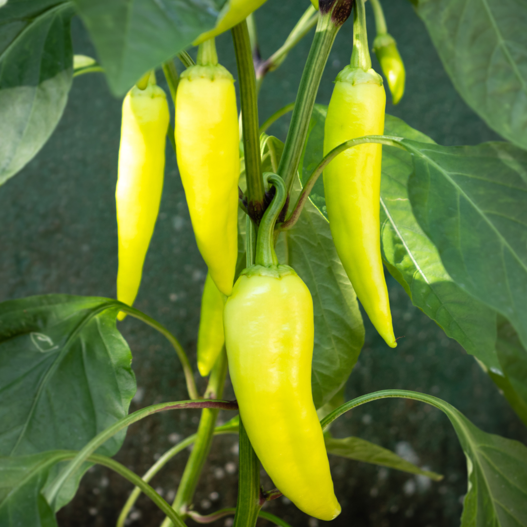 Beacon Banana Pepper from Lazy Dog Farm