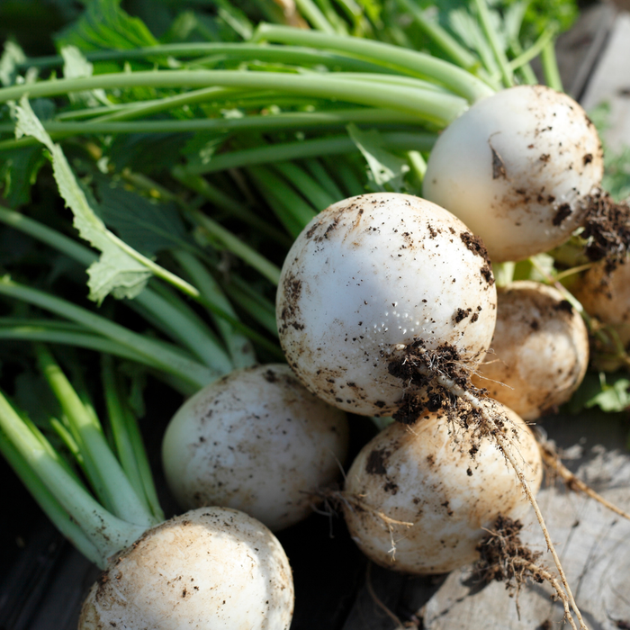 Bella Luna Turnip Seed from Lazy Dog Farm