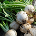 Bella Luna Turnip Seed from Lazy Dog Farm