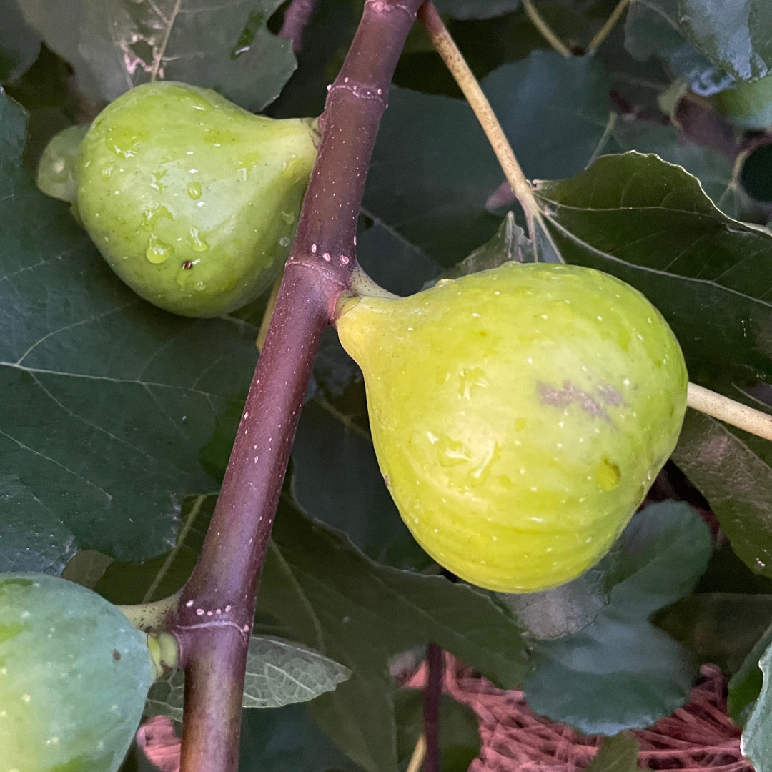 Big Fig Bundle | 3 Varieties That Make Massive Figs | Lazy Dog Farm