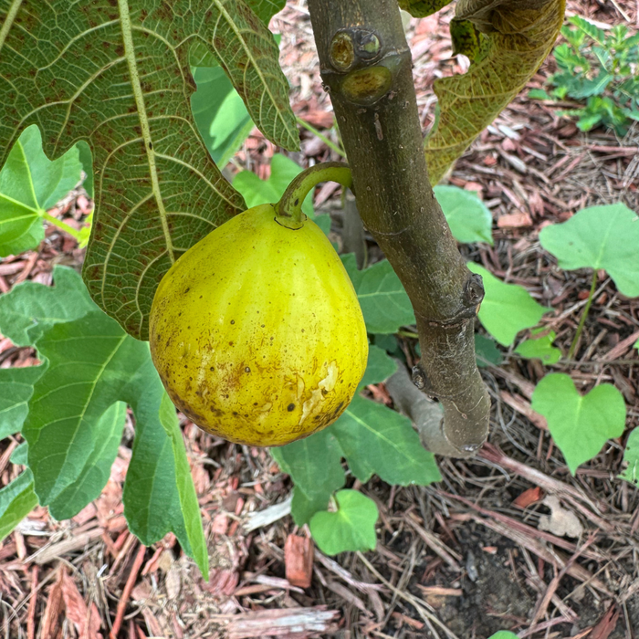 Binello Fig Tree from Lazy Dog Farm