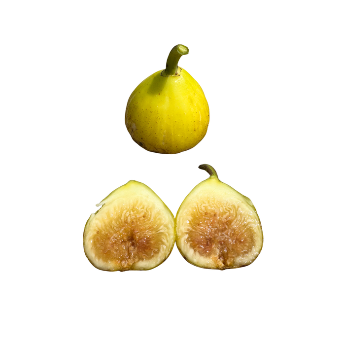 Binello Fig Tree from Lazy Dog Farm