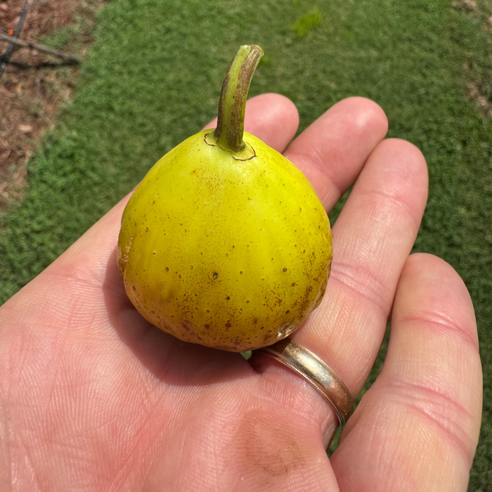 Binello Fig Tree from Lazy Dog Farm